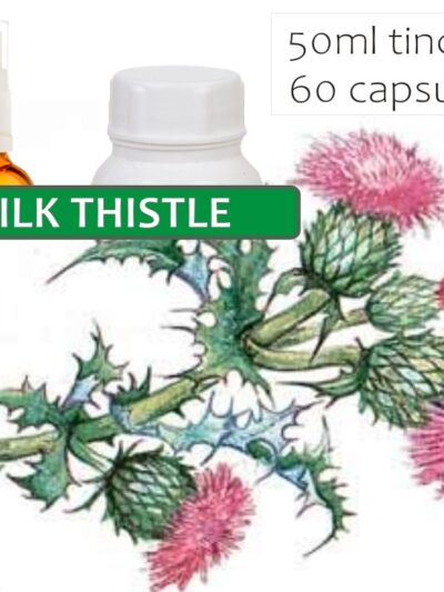 Milk Thistle
